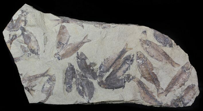 Fossil Fish (Gosiutichthys) Mortality Plate - Lake Gosiute #63158